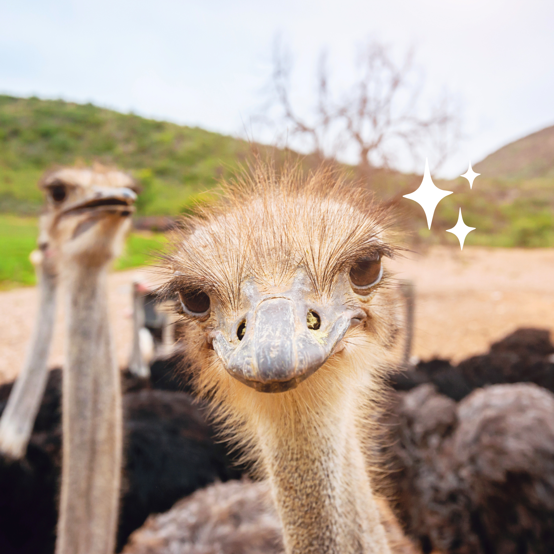 Ostrich , South Africa